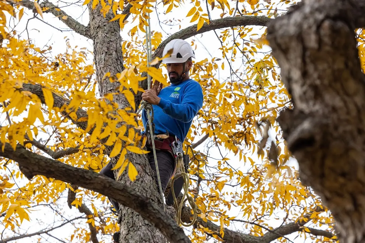Skilled Storm Damage Cleanup crew working in Andrews